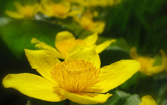 Flor de Caltha palustris