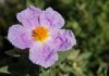 Flor de Cistus albidus