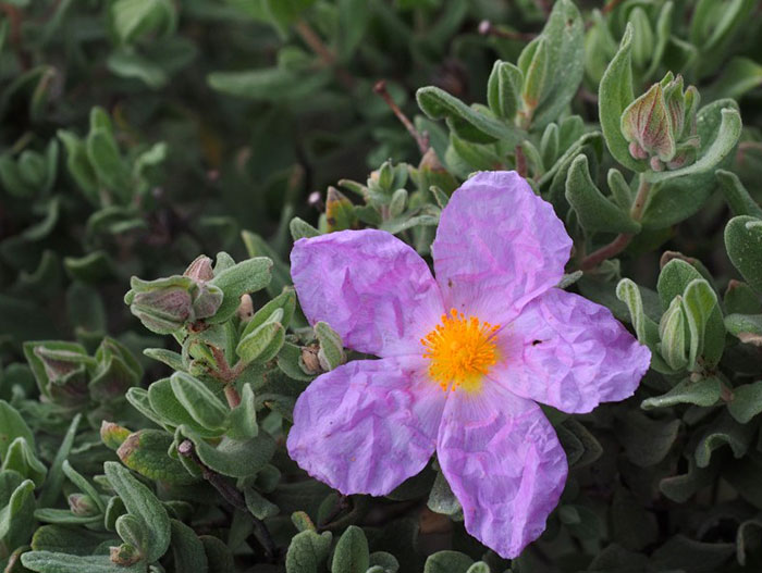 Flor de Cistus albidus