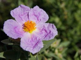 Flor de Cistus albidus