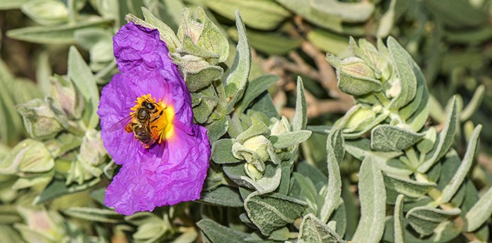 Flor de Cistus albidus