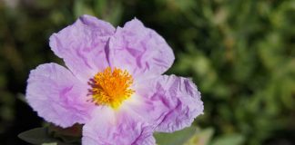 Flor de Cistus albidus
