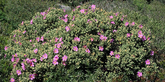 Planta de Cistus albidus