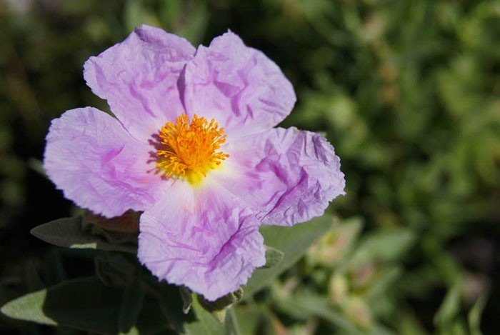 Flor de Cistus albidus