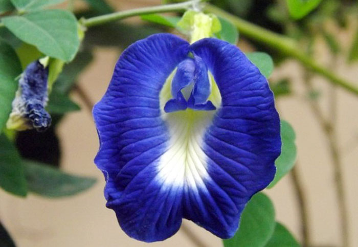 Flor azul de Clitoria ternatea