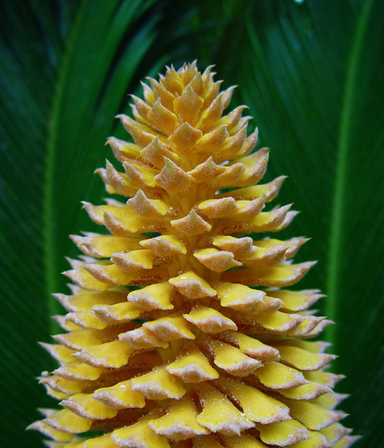 Flor de Cyca revoluta masculina