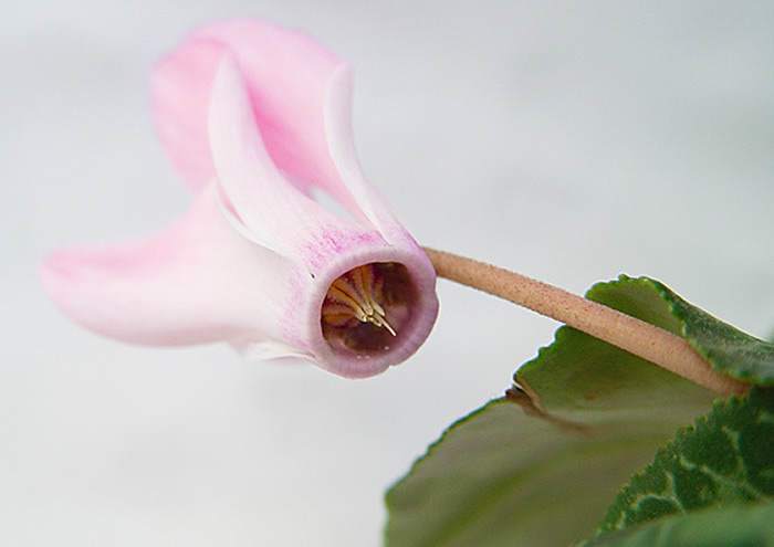 Flores cortadas de Cyclamen persicum