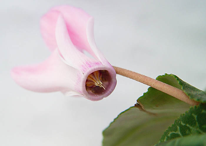 flor de cyclamen mini