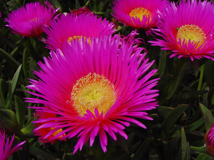 Carpobrotus edulis, la planta de diente de león