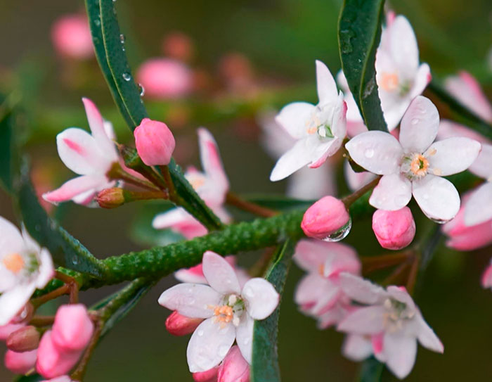 Flor de Eriostemon myoporoides