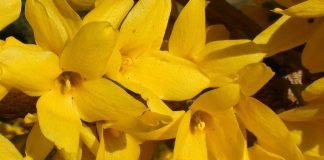 Forsythia x intermedia