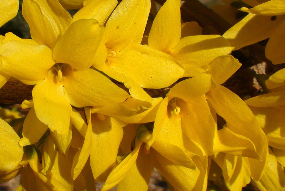 Forsythia x intermedia