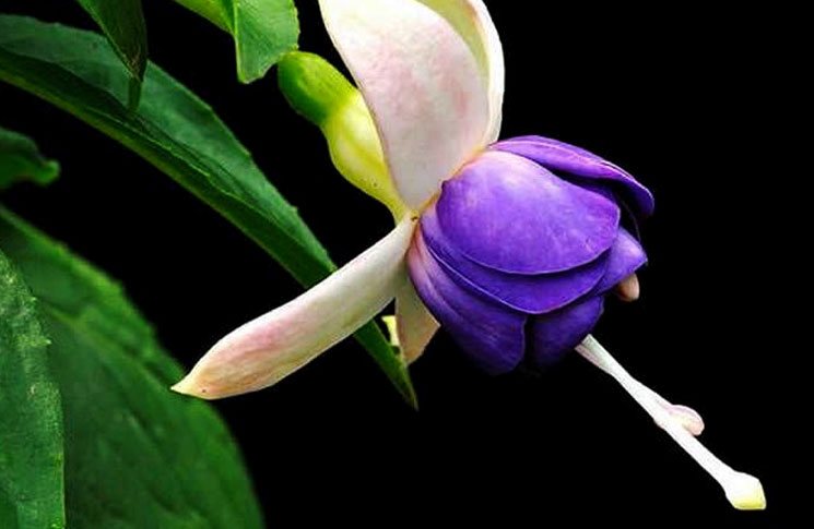 Fuchsia hybrida