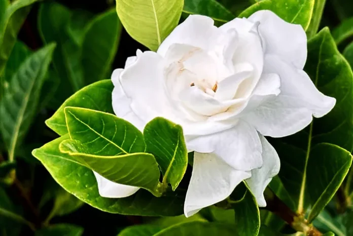 Flor de Gardenia grandiflora
