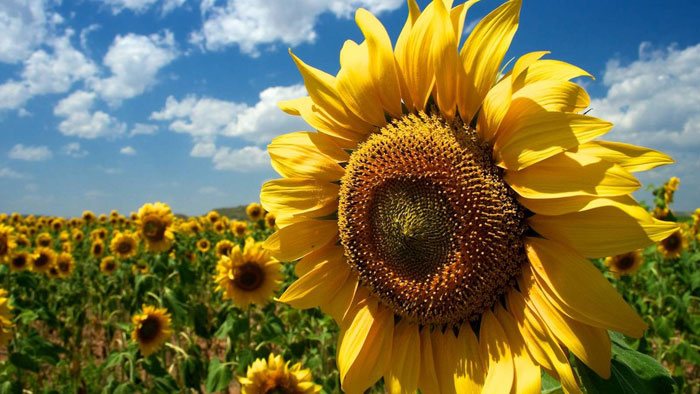 PORTA ROLLO VERTICAL GIRASOL