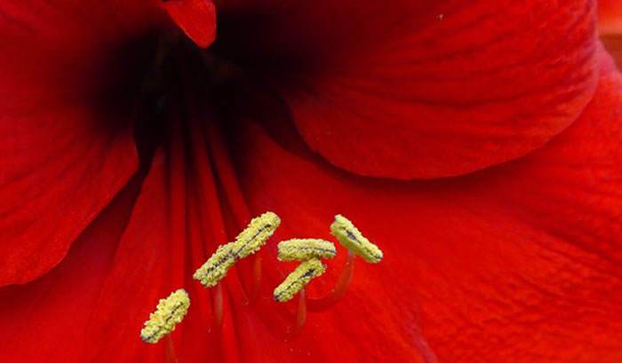 Flor de Hippeastrum