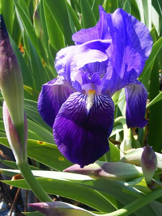 Flores de Iris germánica
