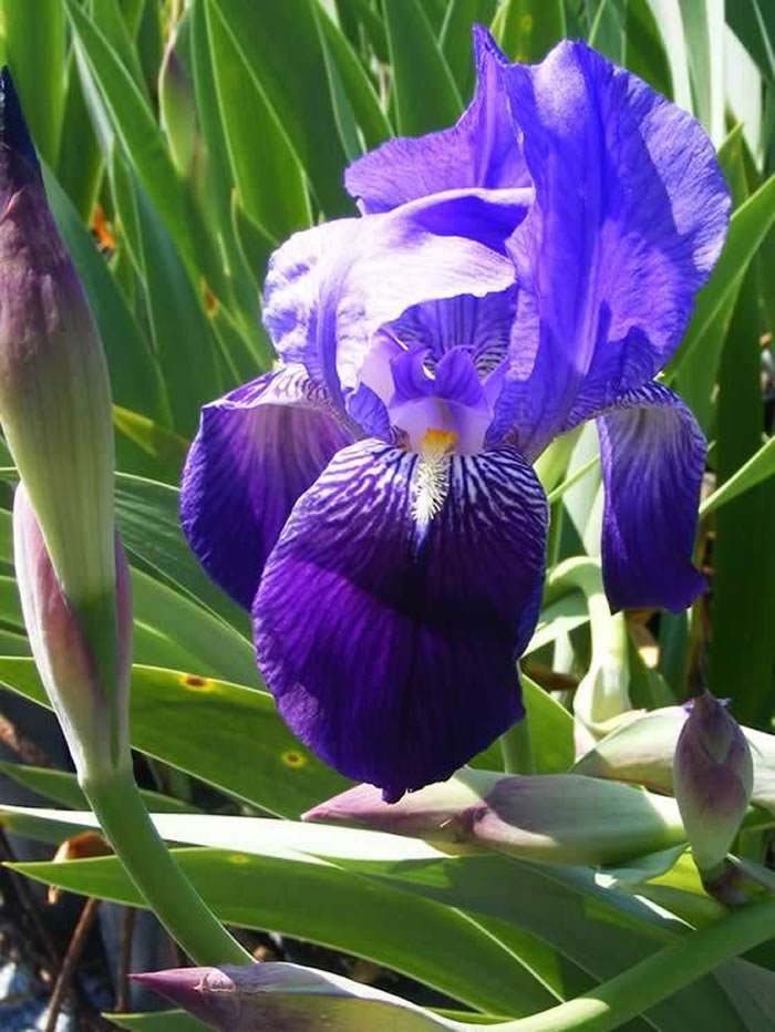 flor de iris germanica