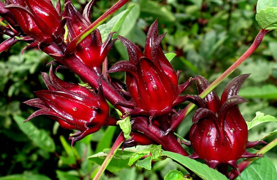 flor de Jamaica