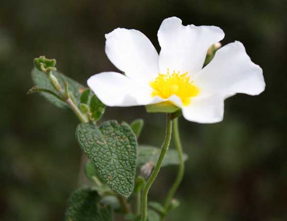 Plantas de Jara