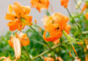 Flores de Lilium henryi