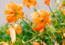 Flores de Lilium henryi