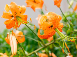 Flores de Lilium henryi