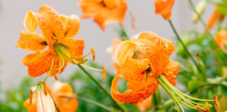 Flores de Lilium henryi