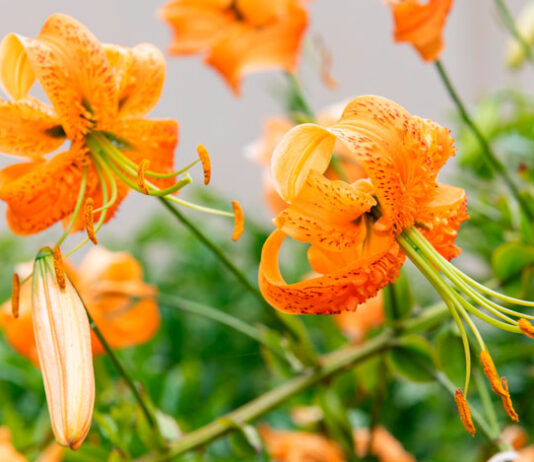 Flores de Lilium henryi