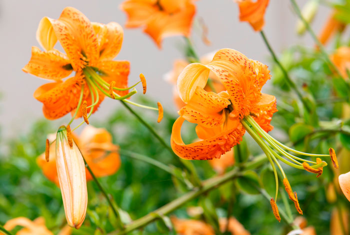 Flores de Lilium henryi