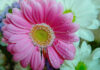 Flores de margarita