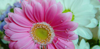 Flores de margarita