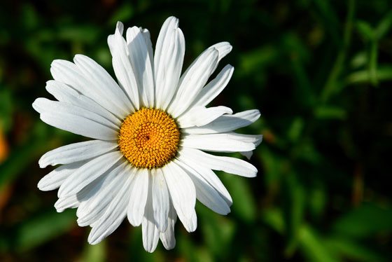 Flor de margarita blanca