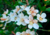 Flores de Myrtus communis