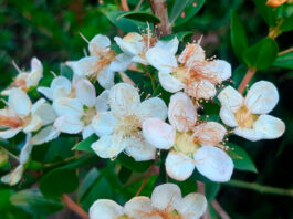 Flores de Myrtus communis