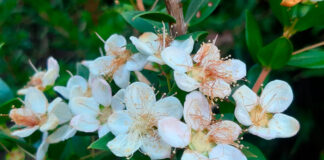 Flores de Myrtus communis