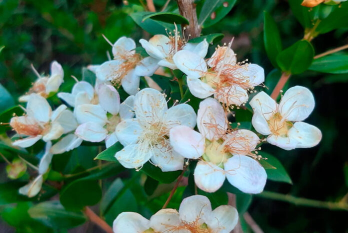 Flores de Myrtus communis