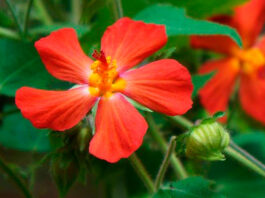 Flor de Pavonia flamboyant