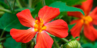 Flor de Pavonia flamboyant