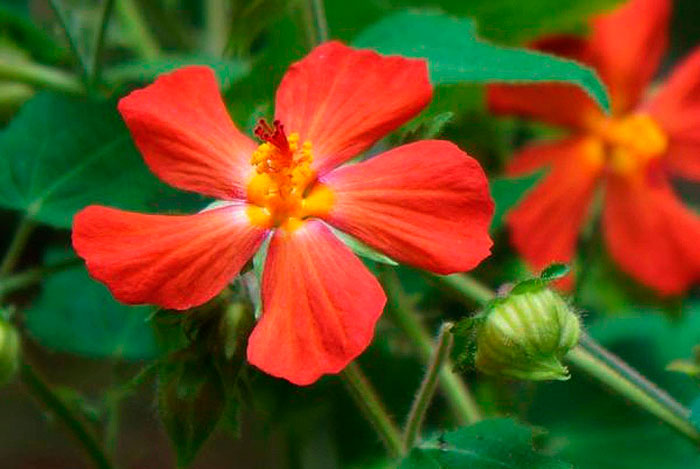 Flor de Pavonia flamboyant