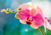 Flor de Phalaenopsis