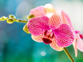 Flor de Phalaenopsis