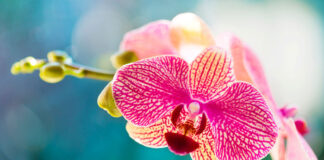 Flor de Phalaenopsis