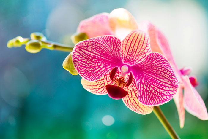 La orquídea Phalaenopsis