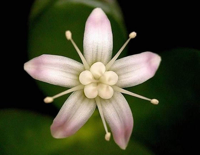 Detalle de la flor de Crassula ovata