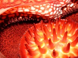 Rafflesia arnoldii, una de las flores más grandes del mundo Flor de la Rafflesia arnoldii