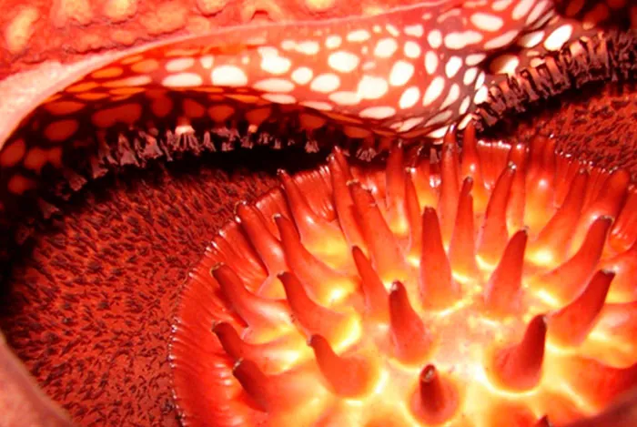 Flor de la Rafflesia arnoldii