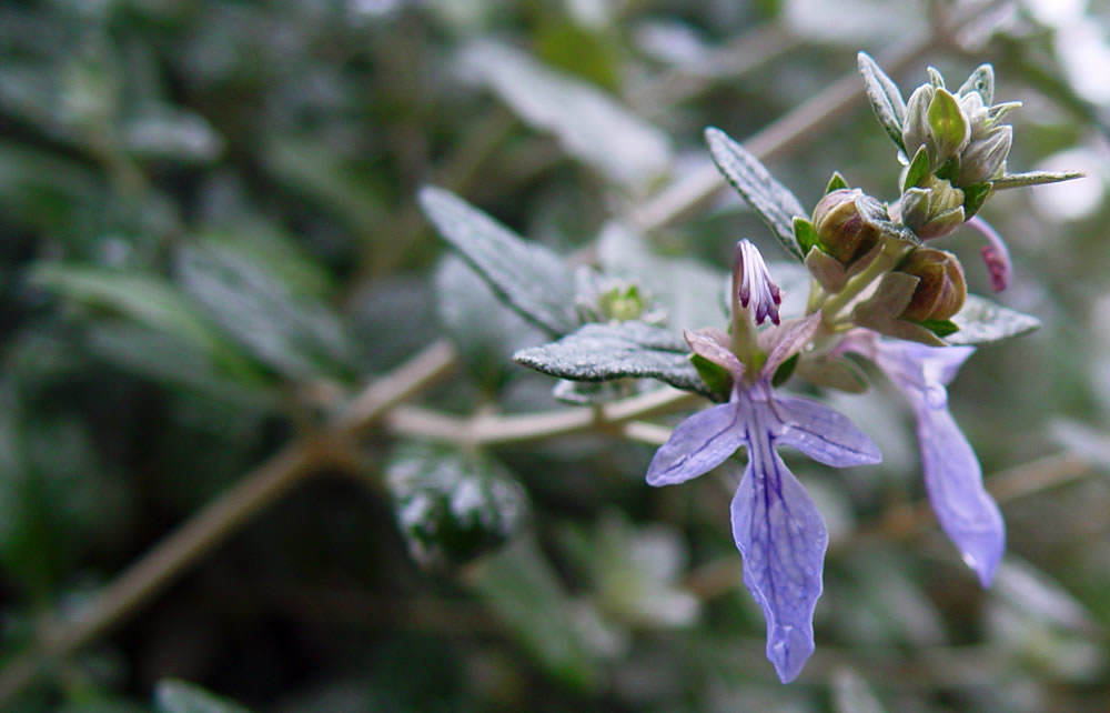 flor de romero azul