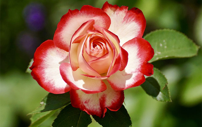 Flor rosa bicolor