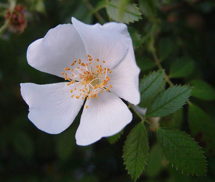 flor de Rosa canina